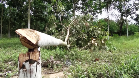 Phú Yên: Bấc đhăm crâng chóh crêê ta pa hư, roóh