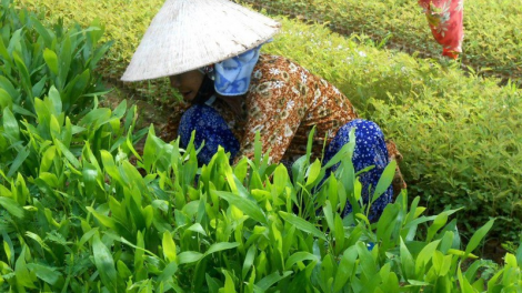 Quảng Nam: k’bhố k’van đươi tơợ ươm tơơm chr’noh