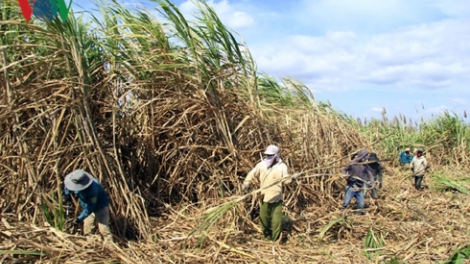 Quảng Ngãi “trông dấc” a tao ha đha nuôr