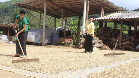 Sơn La: T’bhlầng cha groong nha nhự môi trường tợơ bhrợ têng cà phê