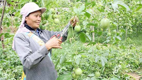 Chanh a ngoọn âng đơơng pr’ắt tr’mung z’zăng đoọng ha đhanuôr Mường Do