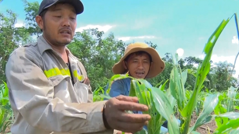 Kon Tum: N’léh váih g’rưy keo hân noo c’loọt bhrợ pa hư tơơm a’bhoo