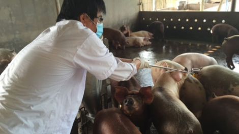 Tiên Giang: A óc crêê pr’lúh bhíh buunh boóp tr’ploóc chr’coóp dưr váih k’rơ