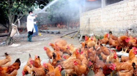 Pazêng vel đong xay bhrợ bh’rợ zâl cha groong cúm coh a tưch a đha H5N6