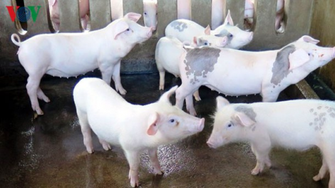 250 p’nong a’ọc pay đắh Thái Lan nắc ơy chô ooy Việt Nam