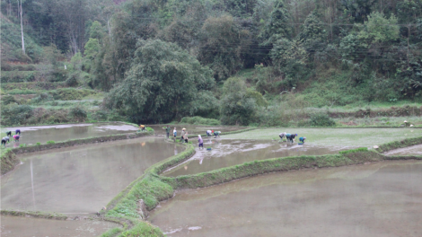Bắc Kạn: Bhrợ pa liêm lấh 1.6000ha ha roo ha ọt ha pruốt vêy đhr’năng răng chêết