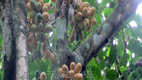 Thanh Hoá pa trơơi m’ma liêm choom 7.600 t’nơơm bhơi Sắng pr’hắt chr’năp