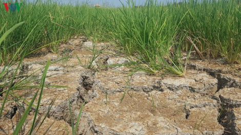 K’noọ 1.500ha ha roo ch’noọng c’loọt cóh Quảng Trị vêy đhr’năng bil hư zêng