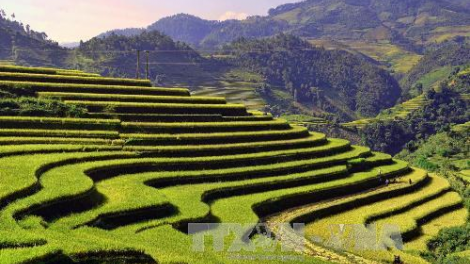 Bhiêc bhan bơơn lêy crâng k’tiêc liêm pr’hay Ruông chuôr Mù Cang Chải