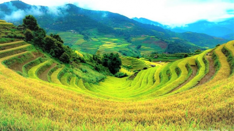 Du lịch Mù Cang Chải ( Yên Bái ) dưr r’rộ r’răm cớ