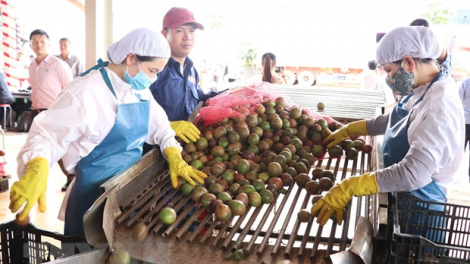 Gia Lai: Đơơng pa câl đợ chanh leo tr’nơợp ting Hiệp định EVFTA tước EU