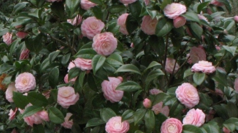 T’RUIH T’NGAY 4-7- 2020