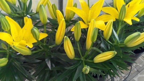 T’RUIH T’NGAY 13.11