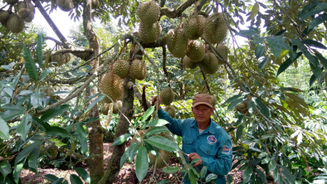 Đắk Lắk: Choh bâc tơơm chr’noh coh bhươn cà phê crêê cơnh lâng đhr’năng tr’xăl âng pleng k’tiêc