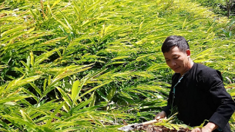 Đảng viên ma nuyh Dao liêm ta nih