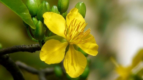 T'RUIH T'NGAY 29/3/2020