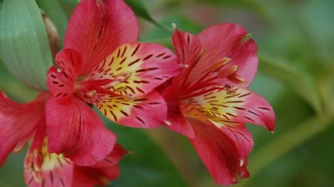 T'RUIH PA XUL T'NGAY 15-12