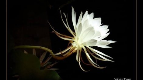 T’RUIH T’NGAY 04/12/2020