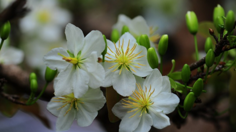 T'RUIH PA XUL T'NGAY 18/6/2020