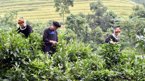 Pa dưrr chr’năp chè Shan tuyết Na Hang