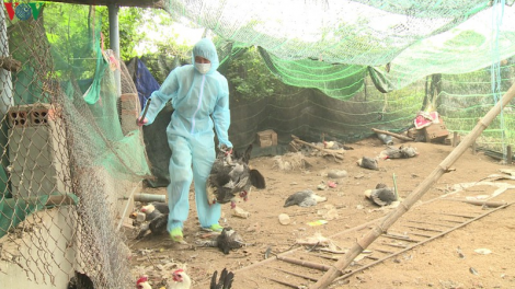 Trà Vinh t’mêê bơơn lêy atưch ađha crêê vaih A/H5N1