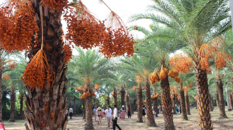 Lướt lêy cruung đác sen hồng đhị bhiệc bhan Phát thanh prang k’tiêc k’ruung