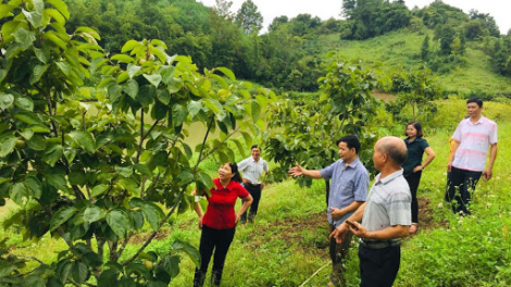 3 c’xêê tợơp c’moo choh t’mêê k’nặ 31.500ha crâng