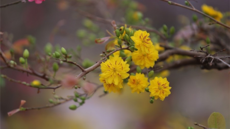 T'RUIH T'NGAY 5 TẾT (16/2/2021)