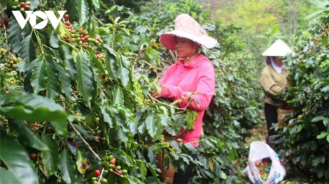 Kon Tum: Pa ghit pa tệêt k’rong câl pr’đươi cà phê đoọng ha đhanuôr