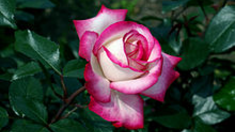 T’RUIH T’NGAY 15-5