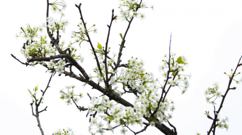 T'RUIH T'NGAY 30-7-2021