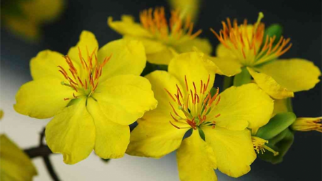 T'RUIH T'NGAY 19-2-2021