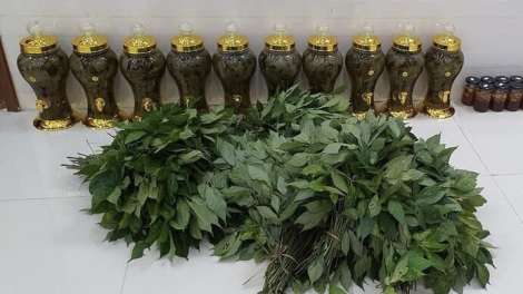 Chr’hoong Nam Trà My kech pay ha la sâm Ngọc Linh
