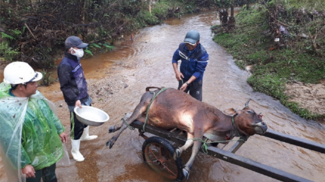 Kon Tum: Chr’hoong Kon Plông vêy 257 p’nong t’rị, k’roóc lâh chệêt tu cha kệêt