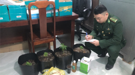 Thừa Thiên Huế: Cọop ma nuyh choh cần sa