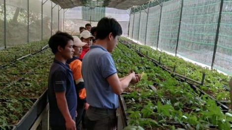 Quảng Nam: Zooi Núi Thành 1.000 t’nơơm m’ma sâm Ngọc Linh 1 c’moo