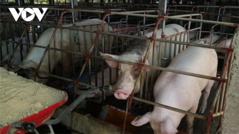 Quảng Nam: Băn pa dưr cớ bh’nă ha g’luh Tết
