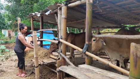 Kon Tum: Pr’luh  t’cul coh n’căr đhị cr’năn t’rị k’roọc trơơi đâh pa bhlầng