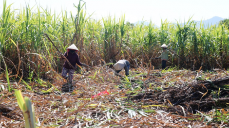 Khánh Hoà: Tơơm a’tao cắh liêm choom, cắh năl cơnh lêy xăl chóh tơơm chr’nóh t’mêê