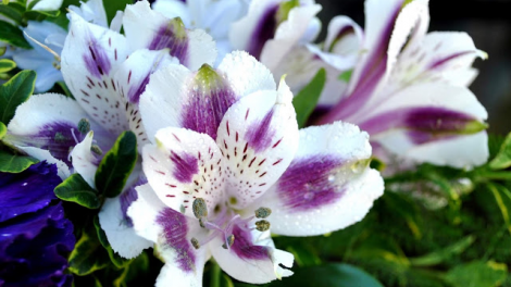 T'RUIH PA XUL T'NGAY 20/3/2021