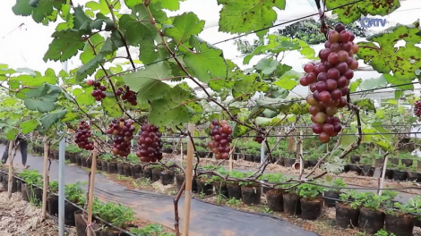 Liêm choom tơợ bh’rợ choh nho căh ma cr’liêng đhị chr’hoong Hướng Hoá