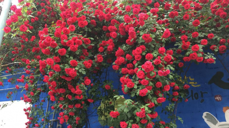 T'RUIH PA XUL T'NGAY 7/12/2021