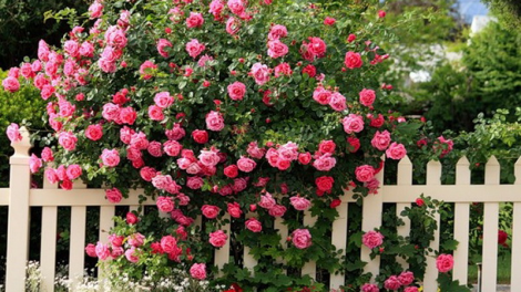 T'RUIH PA XUL T'NGAY 11/12/2021