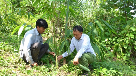 Trồng dược liệu dưới tán cây ăn quả-cách lấy ngắn nuôi dài hiệu quả ở vùng cao Lào Cai