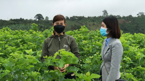 Đăk Nông bh’rợ dâu tằm đơơng chô zên bấc cóh Quảng Khê