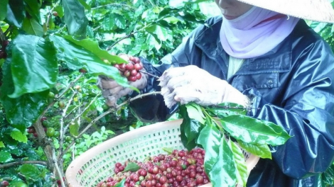Bh’nơơn OCOP: Pr’đơợ pa dưr tr’mông tr’meh da ding ca coong Quảng Trị