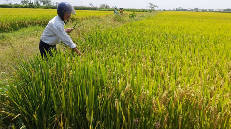 Quảng Nam zâl cha groong lâng đhr’năng đác k’rịa mọt coh x’rịa hân noo ha roo ha ọt ha pruốt