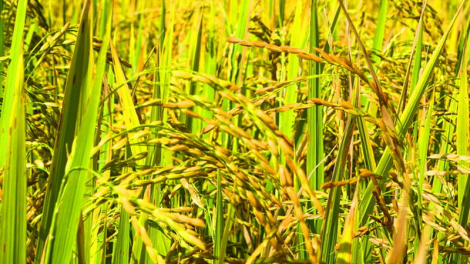 Đông Giang: Zư lêy m’ma ha roo ty đanh âng đhanuôr Cơ Tu