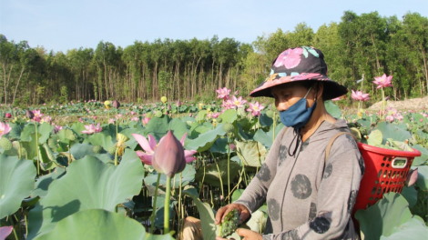 Choh sen coh k’tiếc choh ha roo đhanuôr bơơn bấc zên