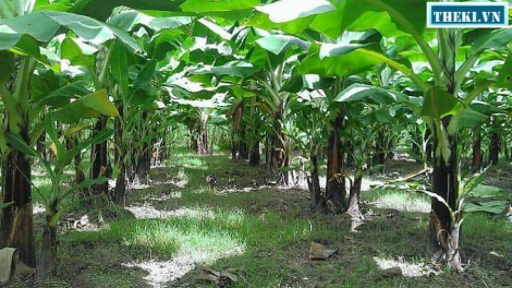 Da ding ca coong Đà Nẵng: Pa dưr tr’mông tơợ apêê pr’đhang bh’rợ choh tơơm cha p’lêê